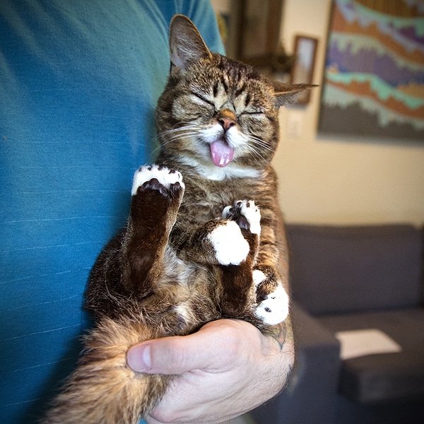 Lil Bub’s “dude” Talks About How A Cute Little Cat Got Famous And