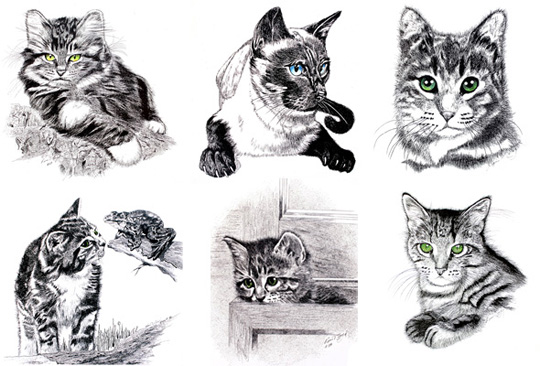 GIVEAWAY: Exquisite Cat Drawing Notecards by Ross T Boyd - Catster