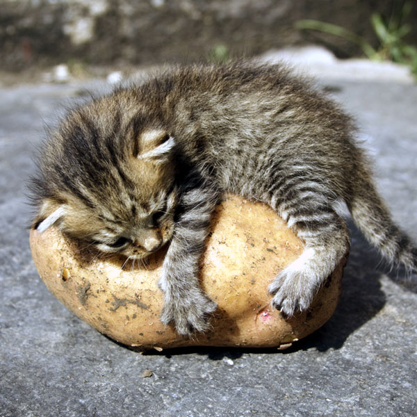 kitten potato