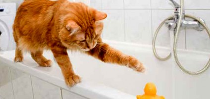 6 Things You Should NOT Do When Giving a Cat a Bath - Catster