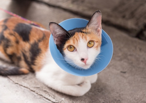 Does the “Cone of Shame” Transform Your Cat? Catster