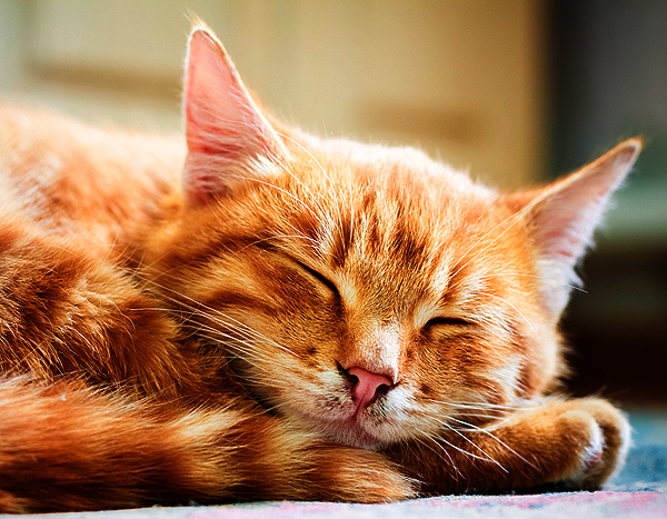 my-first-cat-orange-tabby-sleeping.jpg