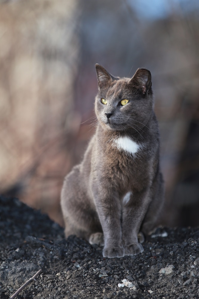 Helping Feral Cats Is Up to You - Catster