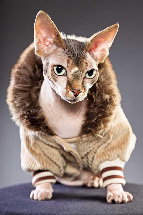 Get To Know The Sphynx The Naked Aliens Of The Cat World Catster