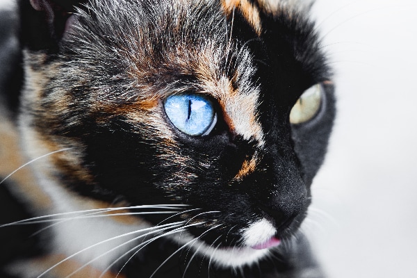 cats with two different colored eyes