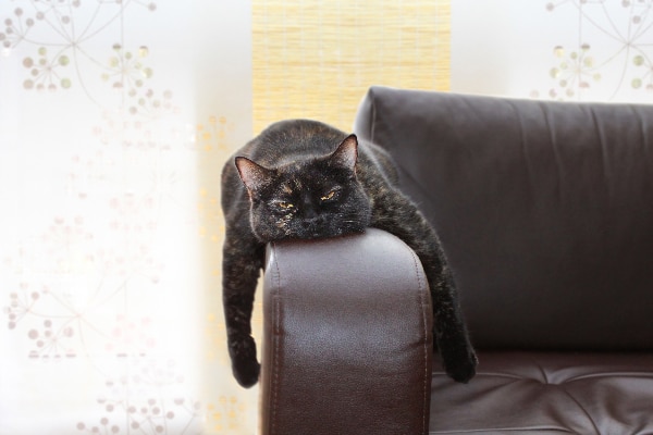 best couches for cats that scratch