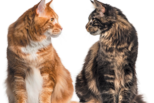how are male cats different from females