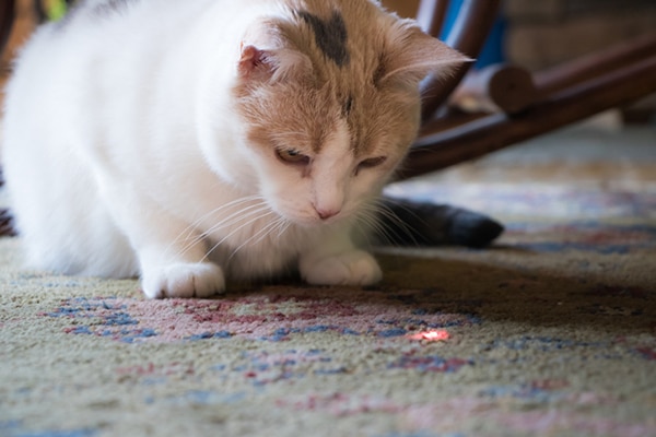 best laser pointer for cats