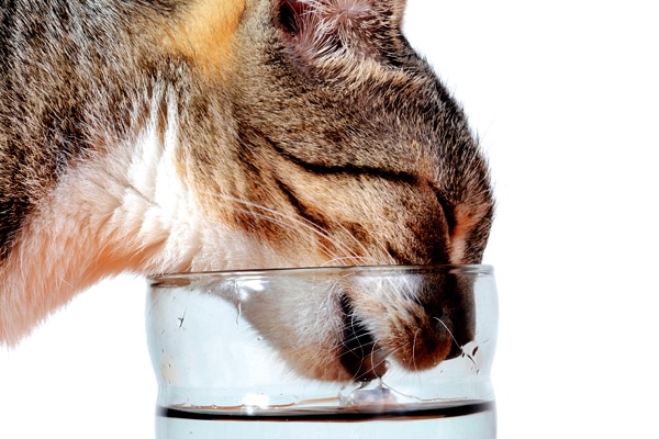 best drink for cats