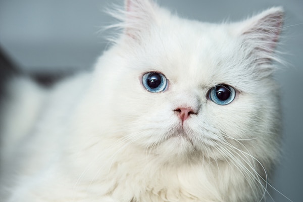 solid white kitten