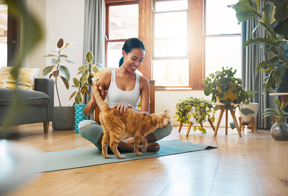 cat disturbs a woman doing yoga inside the apartment