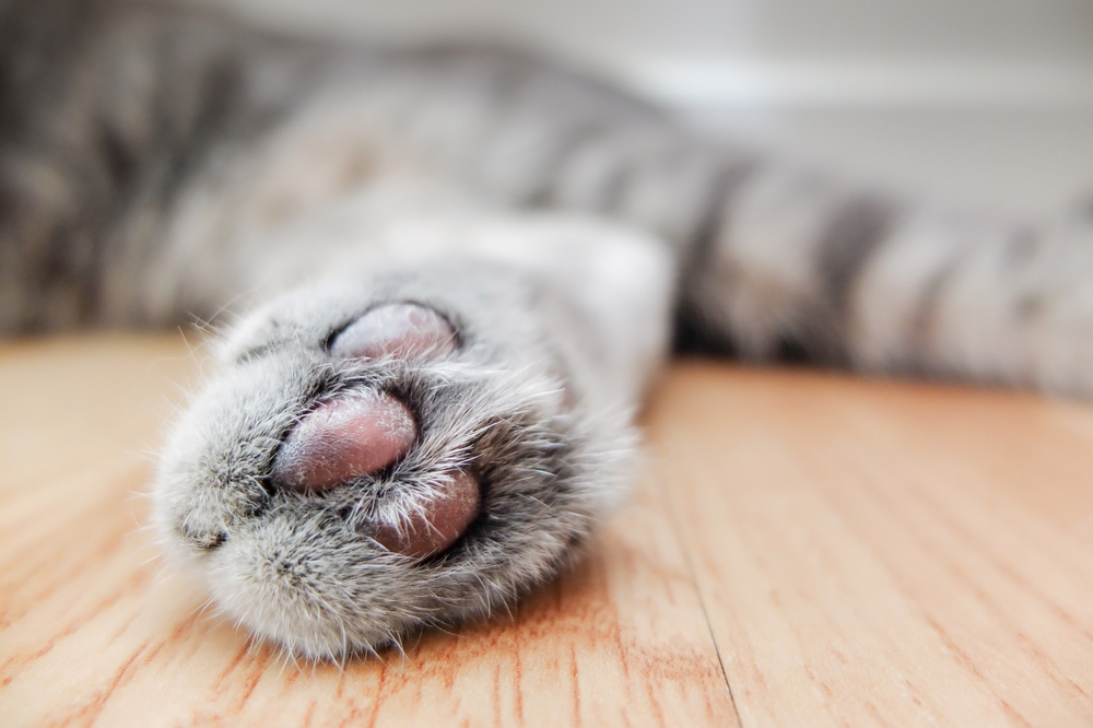 close up of a cat paw