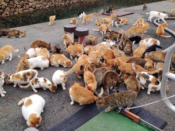 Best Time to See Aoshima (Cat Island) in Japan 2024 