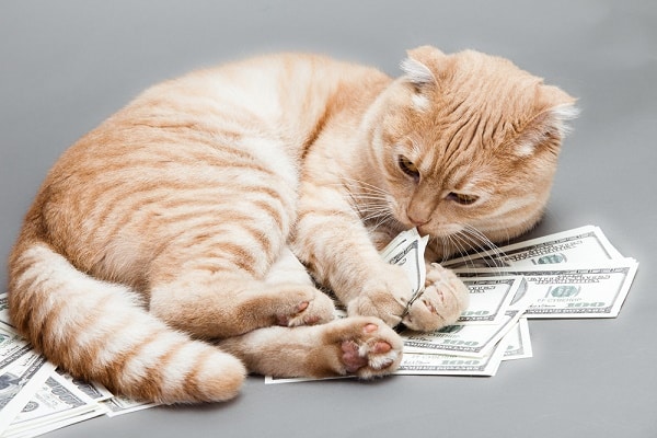 what is a money cat