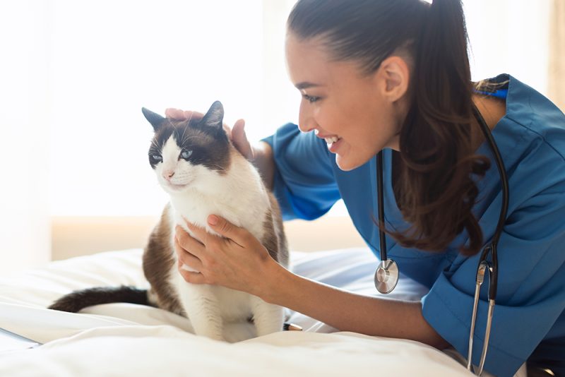 smiling female veterinarian petting a cat