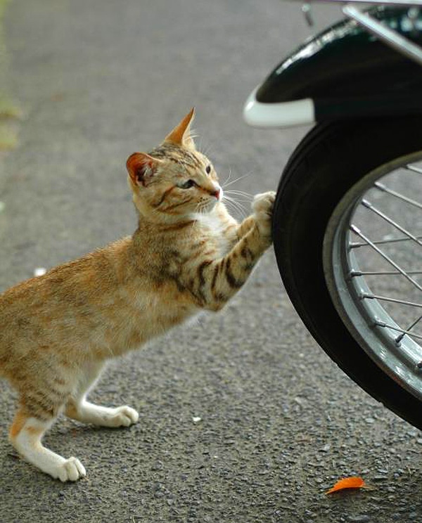 Cats Love Motorcycles, and These Photos Prove It - Catster