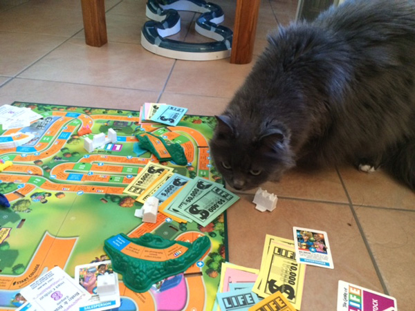 cat life game
