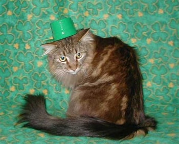Happy St Patrick’s Day from The Cat’s Meow - Catster
