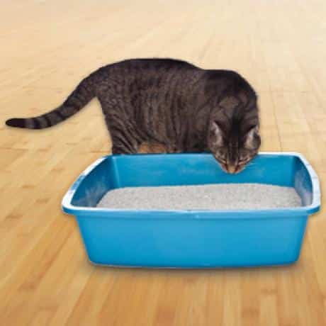 Three Ways to Green Your Litter Box Habits - Catster