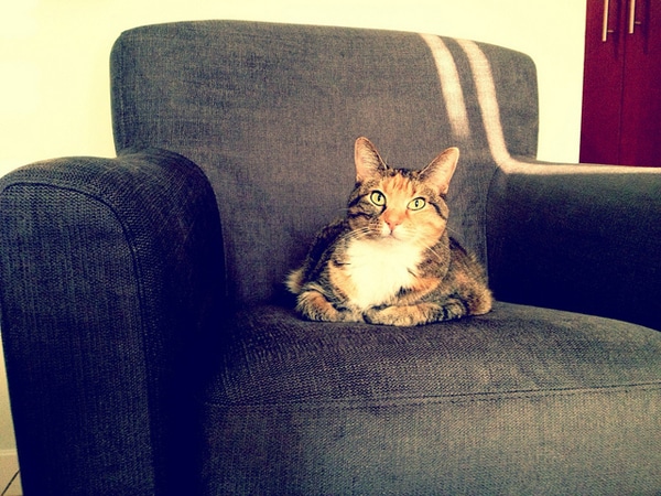 11 Cats Who Have Stolen Your Seat And Wont Give It Back Catster