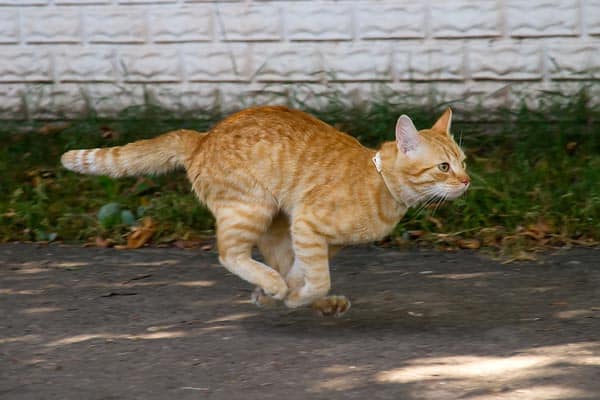 cat runner cat rescue delaware