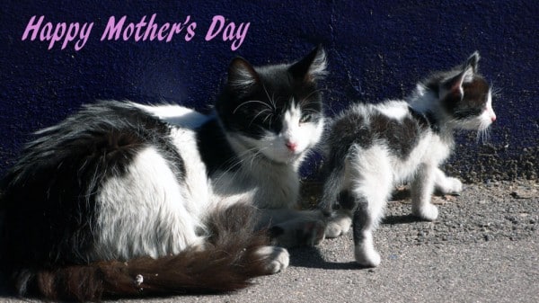 Last Minute Mothers Day Ideas for Cat Lovers Catster