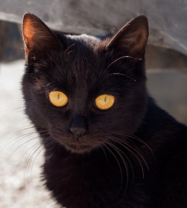 Get to Know the Bombay: A Mini Panther 