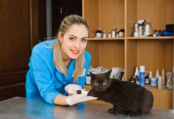 Cat-Only Veterinary Clinic 