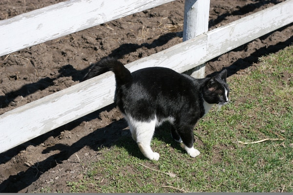 urine marking in cats