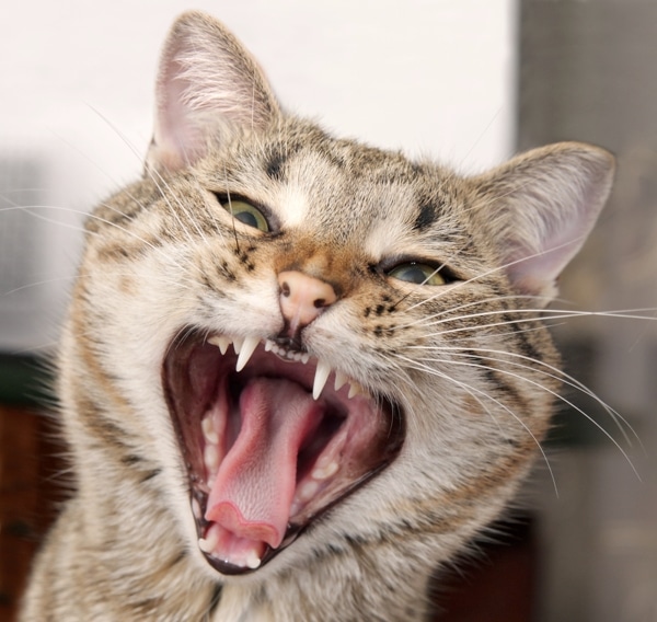 sweatshirt cat sip open teeth mouth
