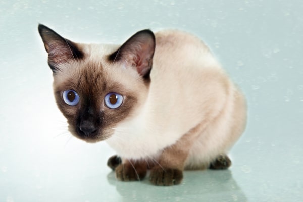chocolate point siamese vs seal point