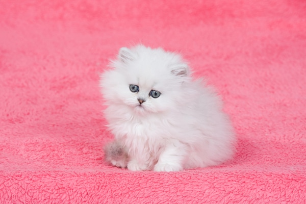 miniature persian kittens