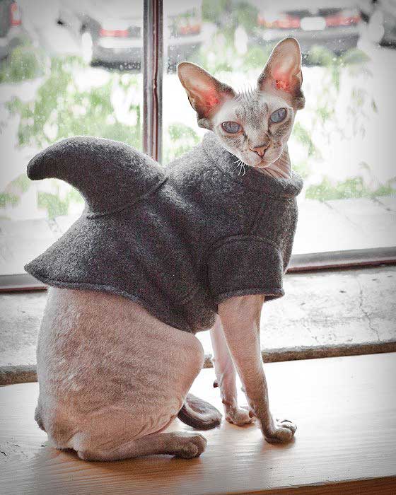 Think Hairless Cats Are Creepy? No, YOU’RE Creepy! - Catster