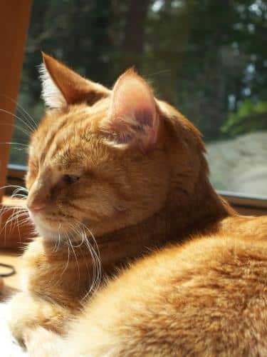 male orange tabby cat personality