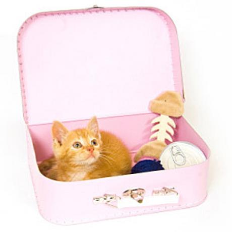 Tips for Traveling with a Kitten - Catster