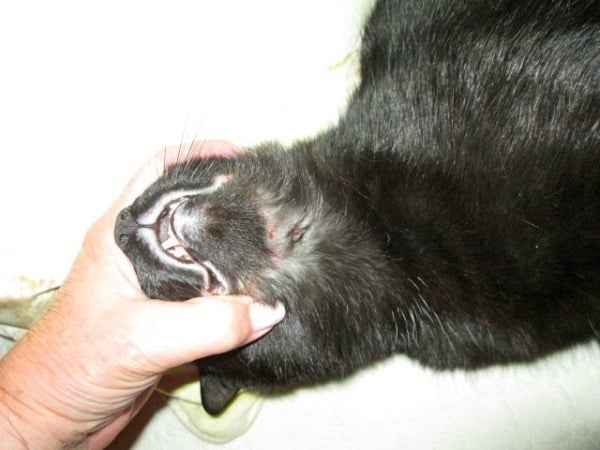 What is Rodent Ulcer in Cats and How Do You Cure It? - Catster