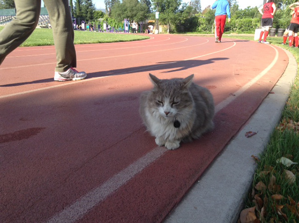 runner marathon picks up cat