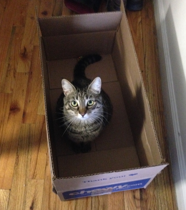 pica cats cardboard