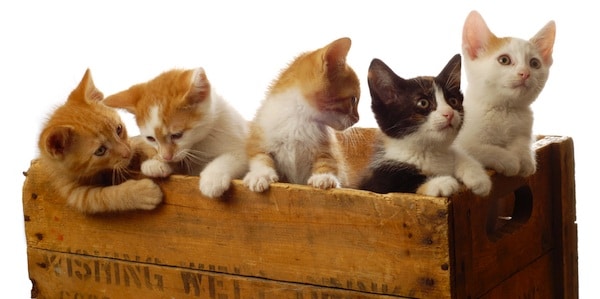 Help Us Give These 6 Litters of Kittens Hysterical Group Names! - Catster