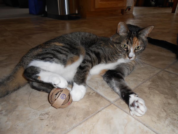 DIY: Cat Ring Toys Made from TP Rolls - Arizona Humane Society