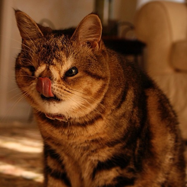 The 12 Cats Of Christmas Remembering Quasi Champion Of Ugly Kitties Catster