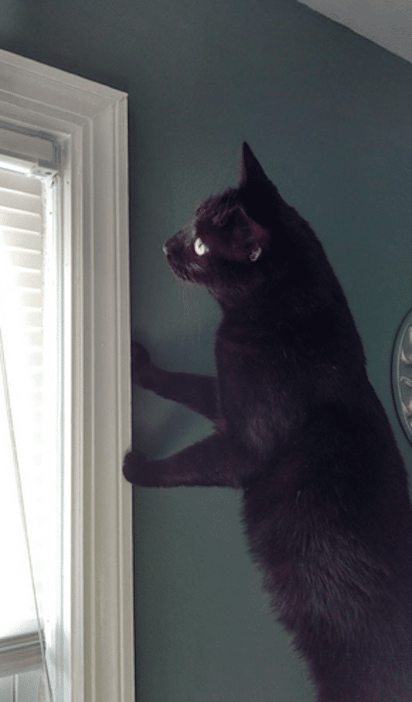 Xander the Black Cat Escaped a Life as a Laboratory Animal - Catster