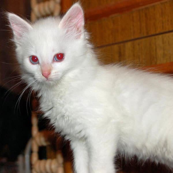 solid white kitten