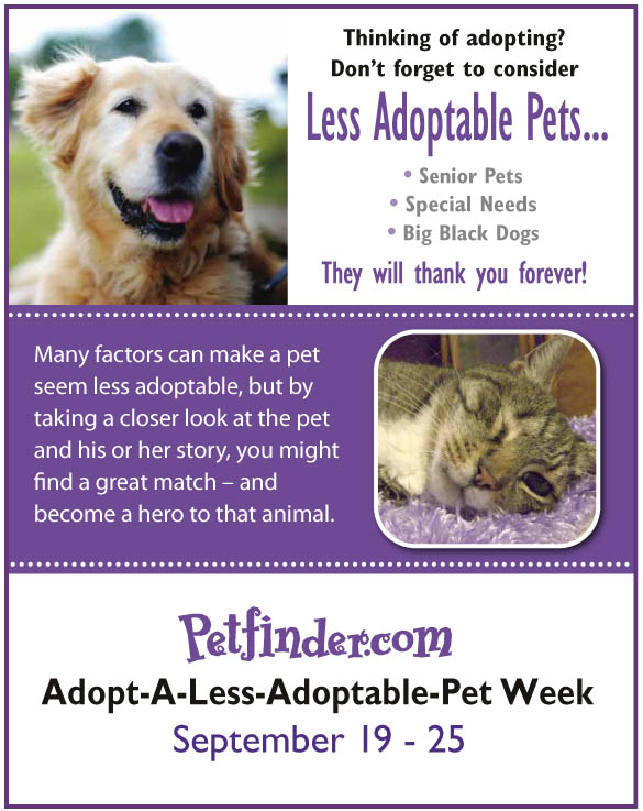 Adopt a Less Adoptable Pet Week Give a Misfit a Furever Home Catster