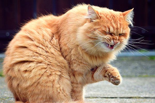 Cat Allergies Understanding IMAGE1 