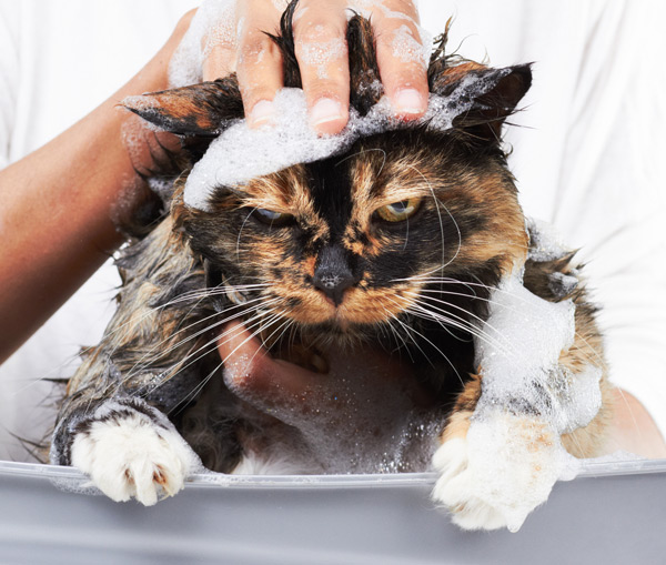 Cat Bath Stock 