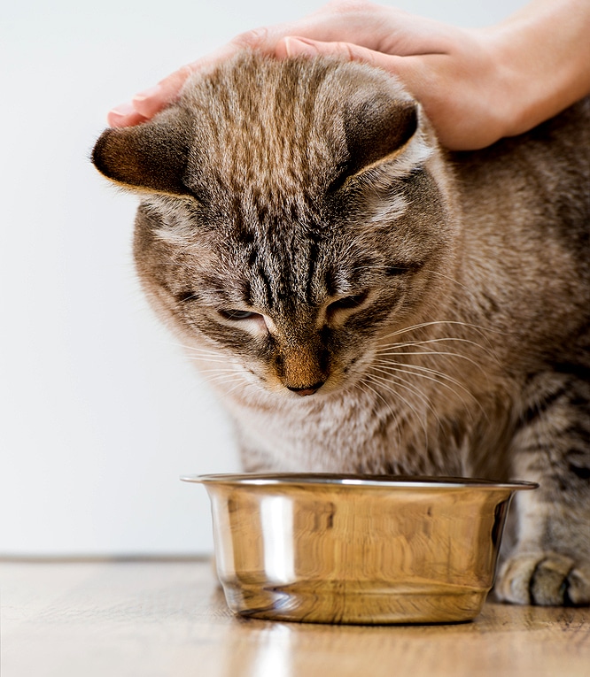 can i feed my cat only wet food