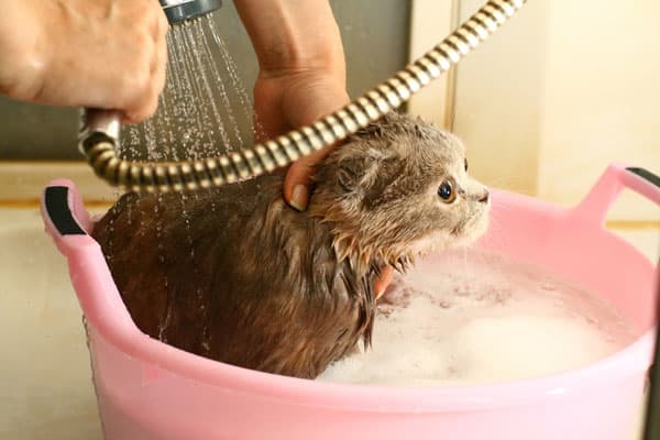 cat bath harness