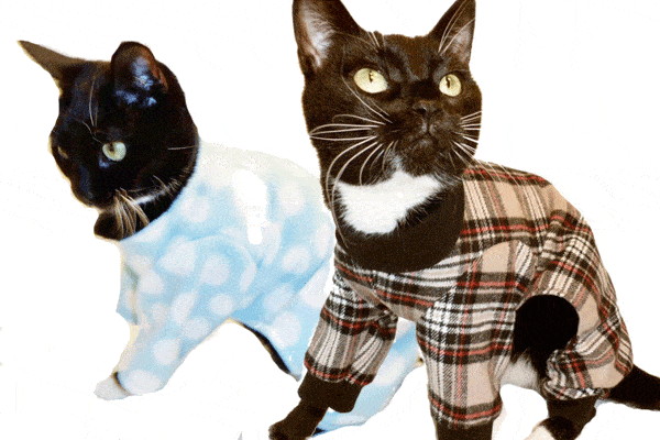 cat's pyjamas tour
