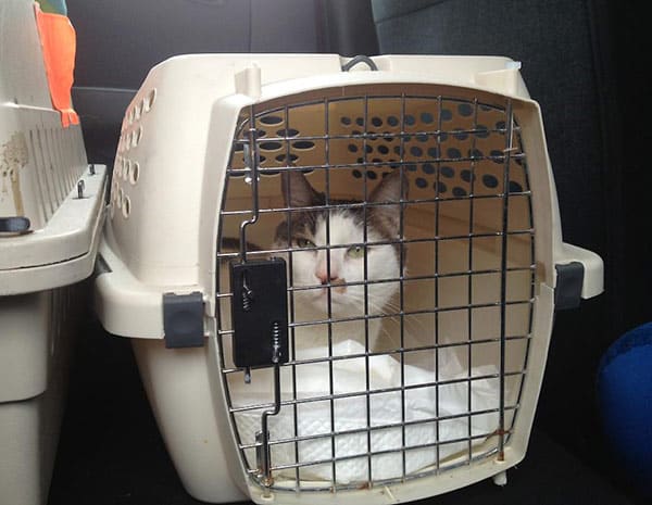 cat transport